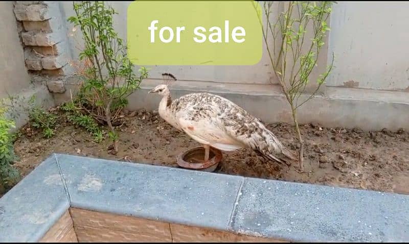 rabbits  goats, hens and parrots and more for sale 1