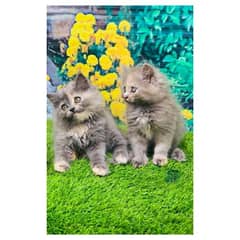 Persian hamalian british punch face piki face cat's and kitten's 0