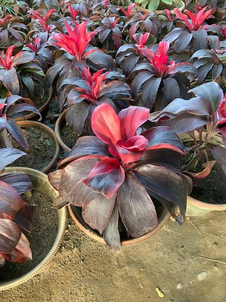 cordyline indoor plant 0