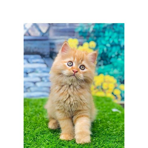 Persian hamalian british punch face piki face cat's and kitten's 6