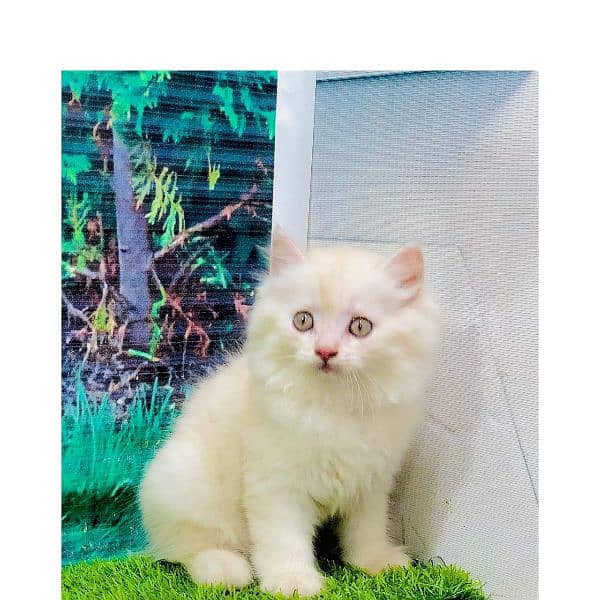 Persian hamalian british punch face piki face cat's and kitten's 11