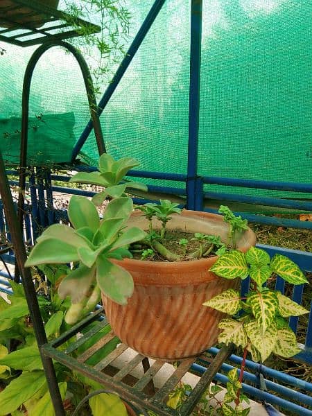 plants for sale 0