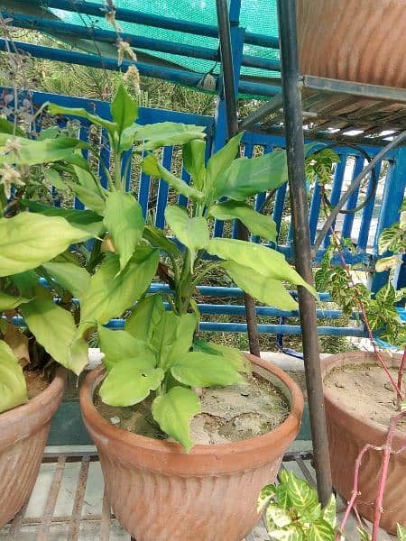 plants for sale 3