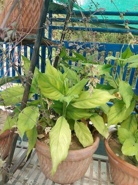 plants for sale 4