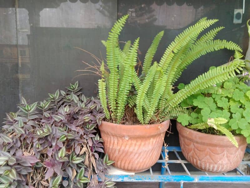 plants for sale 6