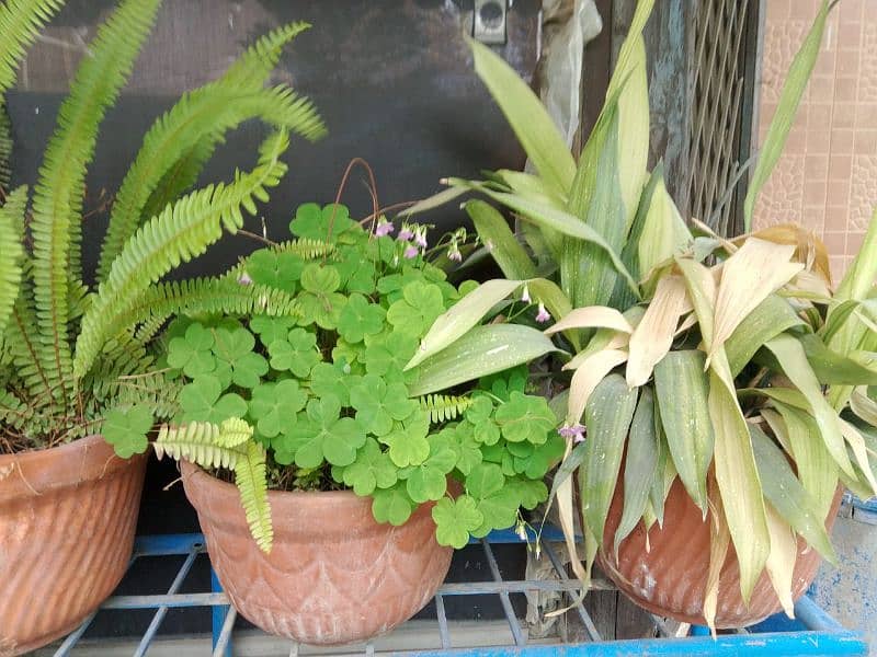 plants for sale 7