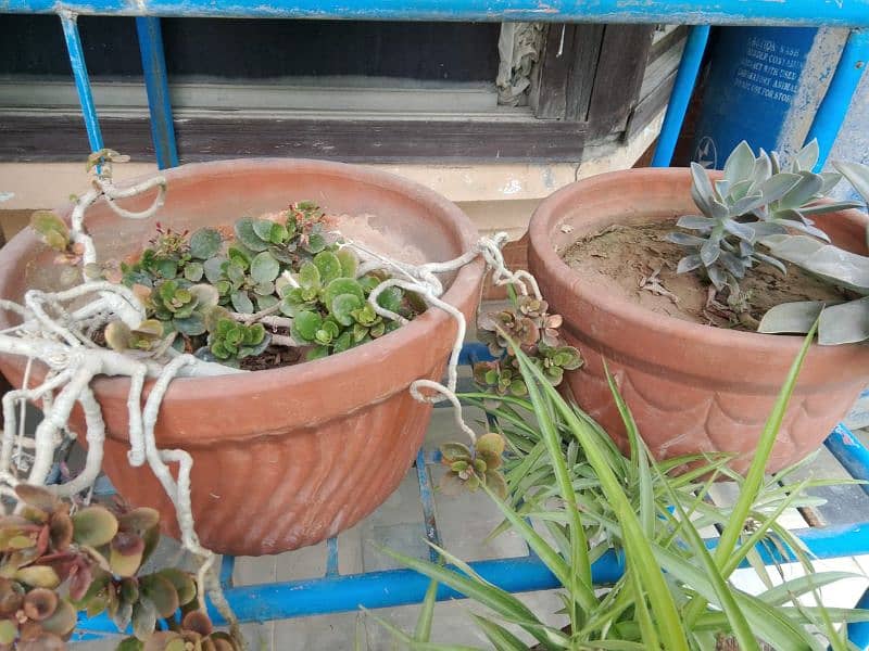 plants for sale 9