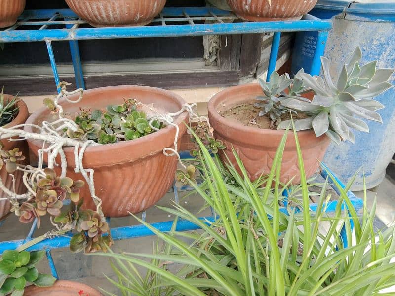 plants for sale 10