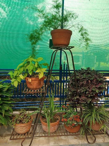 plants for sale 15