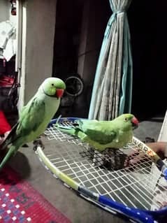 parrot ring neck pair both talking