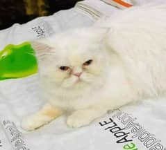 Persian Triple Coated Extreme Punch Female Cat Available