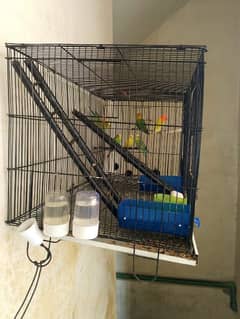 only bird cage sale