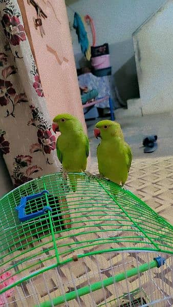 Ringneck parrot chicks with cage for sale 0