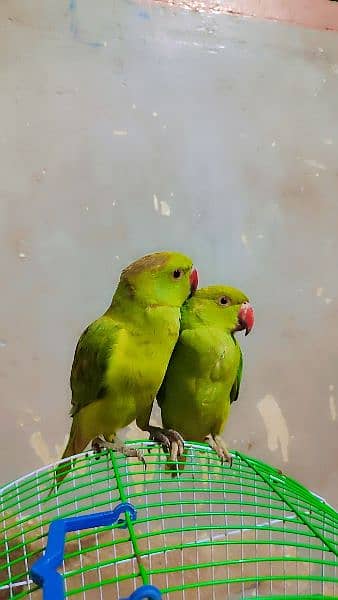 Ringneck parrot chicks with cage for sale 2