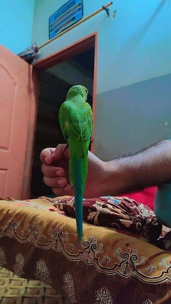 Ringneck parrot chicks with cage for sale 4