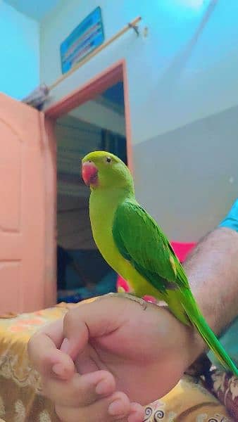 Ringneck parrot chicks with cage for sale 6