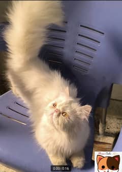 Persian male |Peki face Cat | Persian kittens | Triple Coat | Punch Fa