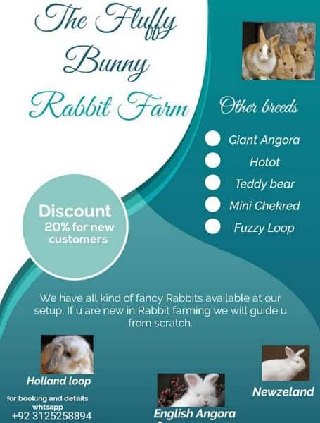 Cash on delivery All kind of fancy Rabbits 0