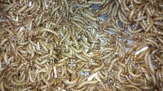 Protein Mealworms 5 Rupee Per Piece