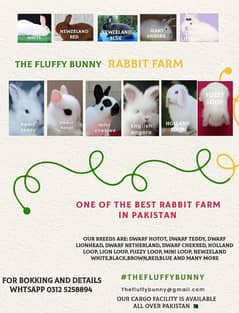All kind of fancy Rabbits cash on delivery possible within Rwp/Isl