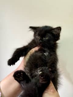 Black persian kitten on sale