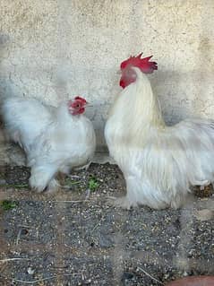 bantam breader pair egg laying