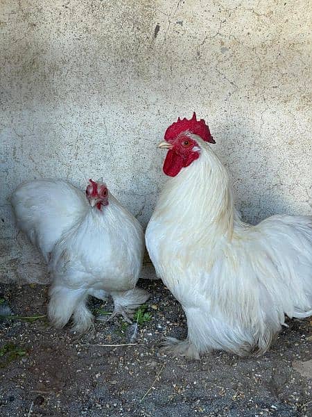 bantam breader pair egg laying 1