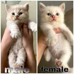 Persian cat/Persian kittens/triple coated/punch face/
