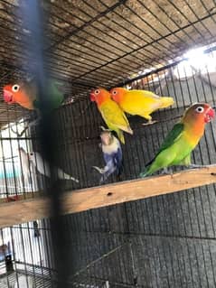 lovebirds for sale, contact 03077965568