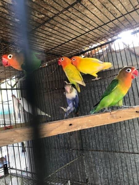 lovebirds for sale, contact 03077965568 0