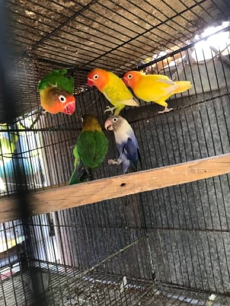 lovebirds for sale, contact 03077965568 1