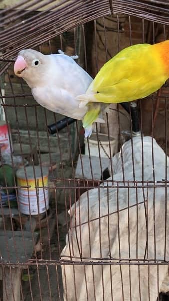 lovebirds for sale, contact 03077965568 3