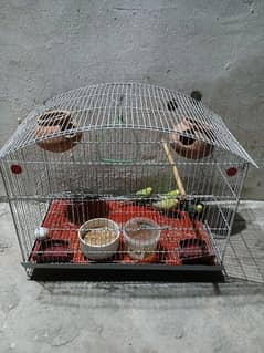 astelin parrot with cage