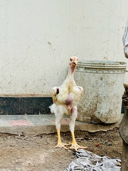 white o shamo chicks pair 0