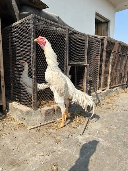 white o shamo chicks pair 2