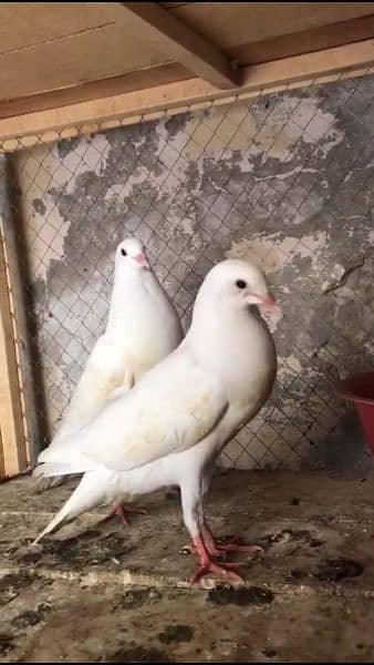 white,Red Norwich and black HAssein chicks 0