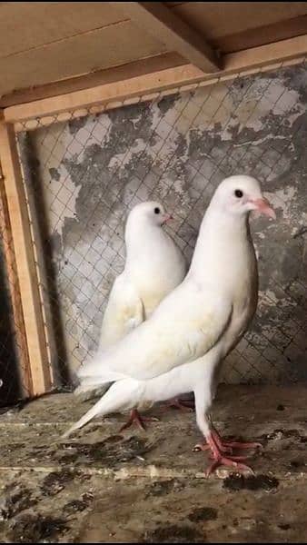 white,Red Norwich and black HAssein chicks 1