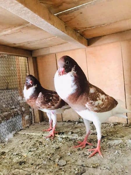 white,Red Norwich and black HAssein chicks 2