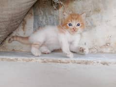 Persian kitten male available