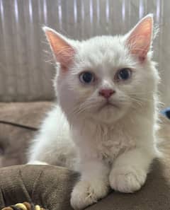 Russian Persian cat pair also available