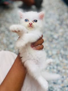 kitten available