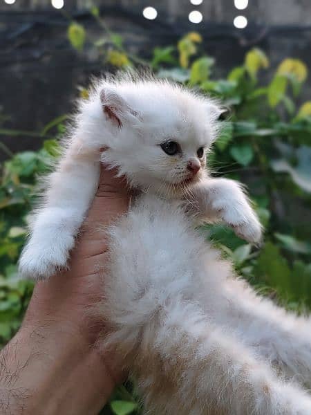 Persian kitten 3