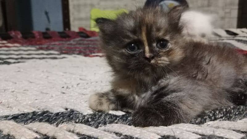 Persian kitten 5