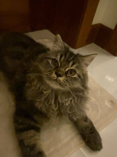 Cute and Caring male Persian Cat looking for owner 1