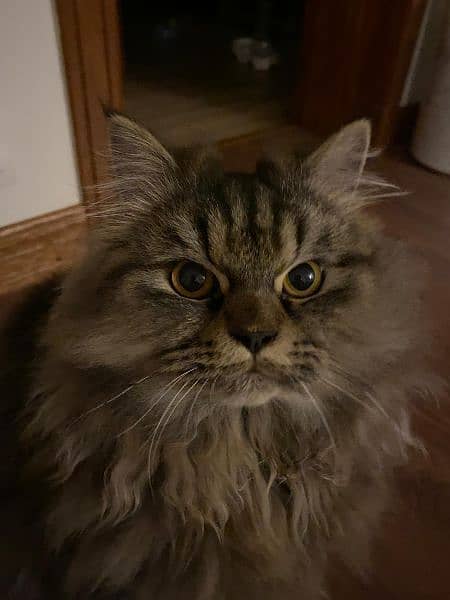 Cute and Caring male Persian Cat looking for owner 4