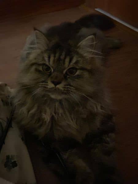 Cute and Caring male Persian Cat looking for owner 5