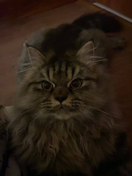 Cute and Caring male Persian Cat looking for owner 6
