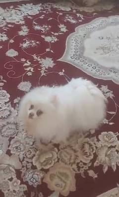 Pomeranian dog puppy male available 2 month age for sale