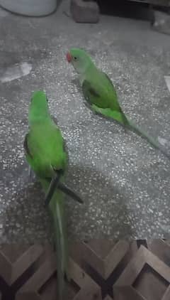 rawa parrot Pairs