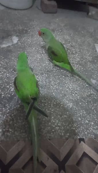 rawa parrot Pairs 0